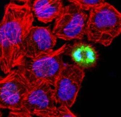 Histone H3, p Ser10 Antibody, Novus Biologicals 0.025mg; Unlabeled:Antibodies,